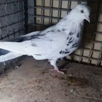 کفتر گرفتنی شب ازبلندی