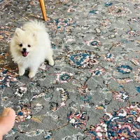 پامرانین|سگ|بندرعباس, |دیوار