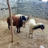 میش آبستن|حیوانات مزرعه|قلعه قاضی, |دیوار