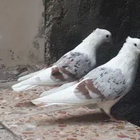 کبوتر خوشونه مخملی|پرنده|الشتر, |دیوار