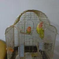 یک جفت طوطی برزیلی رنگ خاص باقفس و تمام وسایل|پرنده|ملارد, |دیوار