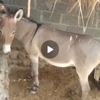 الاغ یا خر نر