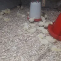 جوجه گوشتی