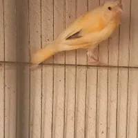 ۳۰ عدد جوجه قناری|پرنده|تهران, ترمینال غرب|دیوار