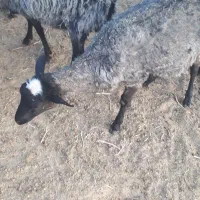 بره رومانف آبستن، لنگه چند قلو|حیوانات مزرعه|جلگه ماژان, |دیوار