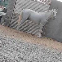 اسب نریان|اسب و تجهیزات اسب‌سواری|جیرفت, |دیوار