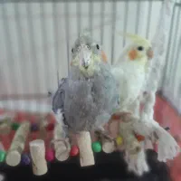 عروس هلندی مولد وجوجه