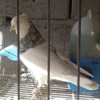 طوق سور کرمانشاهی درشت|پرنده|جیرفت, |دیوار