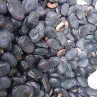 باقله بذری|خدمات باغبانی و درختکاری|کهنوج, |دیوار