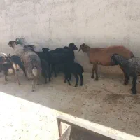 میش و  بره و بز