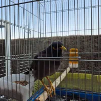 مرغ مینا سخنگو