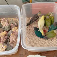 سرلاکی گرین ، عروس،  کوتوله