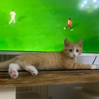بچه گربه پرشین کت 2ماهه