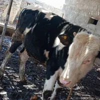 حیوانات مزرعه