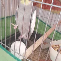 عروس هلندی جفت سخنگو با تخم|پرنده|زنجان, |دیوار