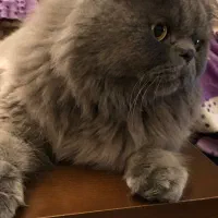 گربه اسکاتیش|گربه|مشهد, کارگران|دیوار