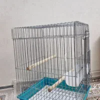 قفس پرنده|لوازم جانبی حیوانات|قرچک, مهدیه|دیوار