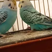 مرغ عشق جفت