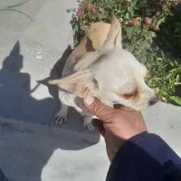 سگ کوچولو|سگ|سده (فارس), |دیوار