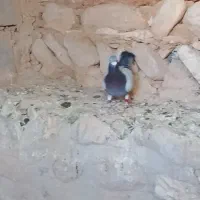 کبوتر پلاکی عربستان|پرنده|زرین آباد, |دیوار