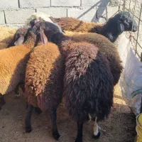 بره چاق کشتاری|حیوانات مزرعه|گنبد کاووس, |دیوار