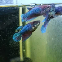 فایتر ماده|ماهی|بیرجند, |دیوار