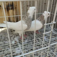طوقی|پرنده|بندر دیر, |دیوار