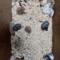 همستر کمپل و سوری|موش و خرگوش|اصفهان, احمدآباد|دیوار