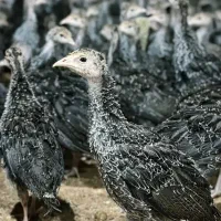 جوجه بوقلمون ۱ روزه تا ۱ ماه‌ برنز سینه پهن آلفا