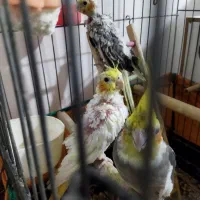 جوجه عروس هلندی|پرنده|پاکدشت, پاکدشت (مامازند)|دیوار