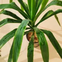 فروش گل و گیاه طبیعی|گل و گیاه طبیعی|جهرم, |دیوار