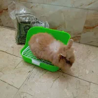 خرگوشلپ همراهوسایل۷۰۰|موش و خرگوش|فردوسیه, |دیوار