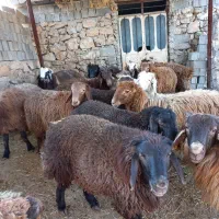 بره نر پروار شده