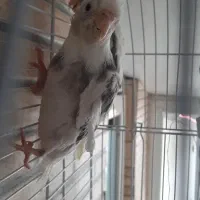 ی جفت طوطی عروس