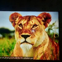 تلویزیون اسنوا50اینچ4k کیولدسال ساخت2024