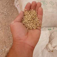 جو محلی|خدمات باغبانی و درختکاری|شوشتر, |دیوار