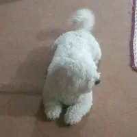 سگ شیتزو|سگ|ایلام, |دیوار