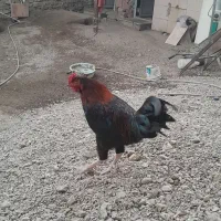 خروس معمولی