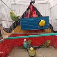 ۶عددمرغ عشق|پرنده|شیراز, ریاستی|دیوار