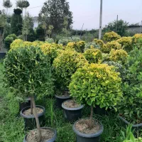 درختچه فضای باز لاوسون ، یاس هلندی ،فیتونیا،شمشاد|خدمات باغبانی و درختکاری|رشت, پیرکلاچای|دیوار