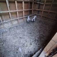 کبوتر گم شده محدوده قائم