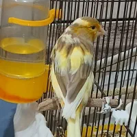 قناری ماده|پرنده|شوشتر, |دیوار