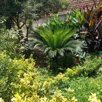 فروش گل سیکاس