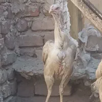 یک عددمرغ لاری