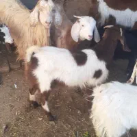 بزغاله|حیوانات مزرعه|نیشابور, ریوند|دیوار