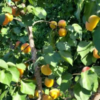 باغ میوه|فروش دفتر صنعتی، کشاورزی، تجاری|باغستان, |دیوار