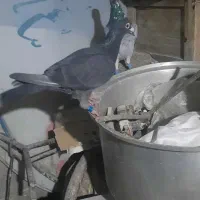 کبوتر قلدور مسافتی|پرنده|گرگان, |دیوار