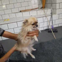 سگ پامر برا فروش|سگ|اندیمشک, |دیوار