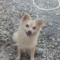 سگ پاکوتاه با توله