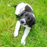 واگذاری توله سگ|سگ|لاهیجان, یوسف آباد|دیوار